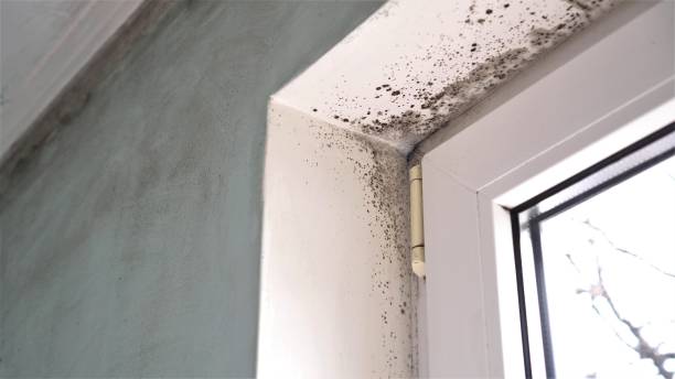 Professional Mold Inspection, Removal & Remediation in Ballard, UT